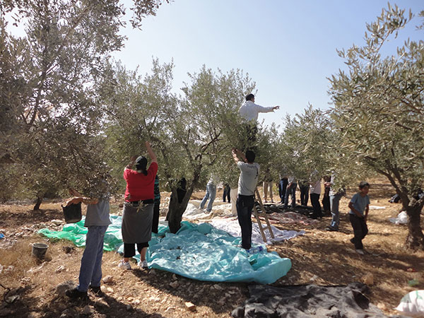 holy-land-trust-olive-harvest-image1.jpg