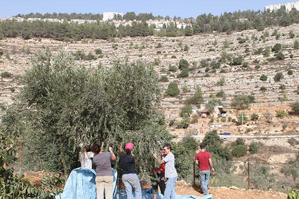 holy-land-trust-olive-harvest-image2.jpg